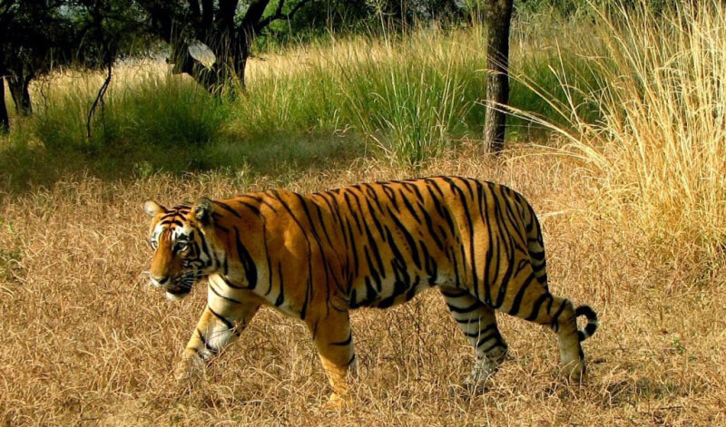 Wildlife Tour Packages in Odisha