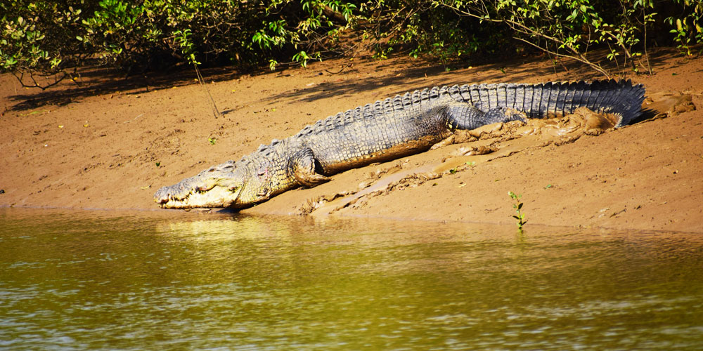 Best-Bhitarkanika-Tour-Package-for-an-Unforgettable-Wildlife-Adventure