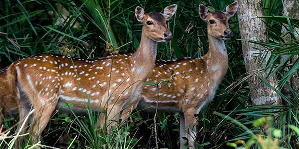 Ultimate-Guide-to-Booking-Odisha-Wildlife-Safari-Packages-for-Nature-Lovers