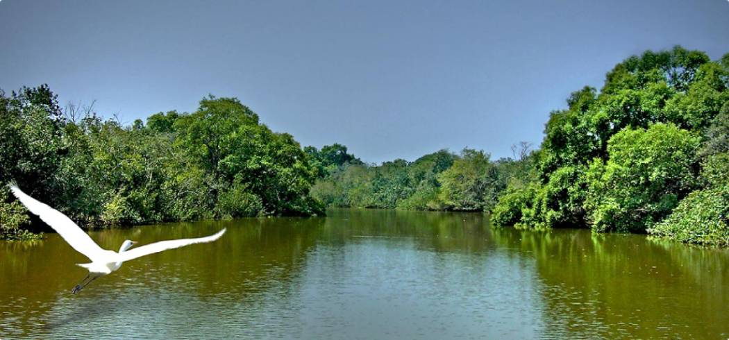 bhitarkanika-tour-package-explore-mangrove-forests-wildlife-and-scenic-waterways