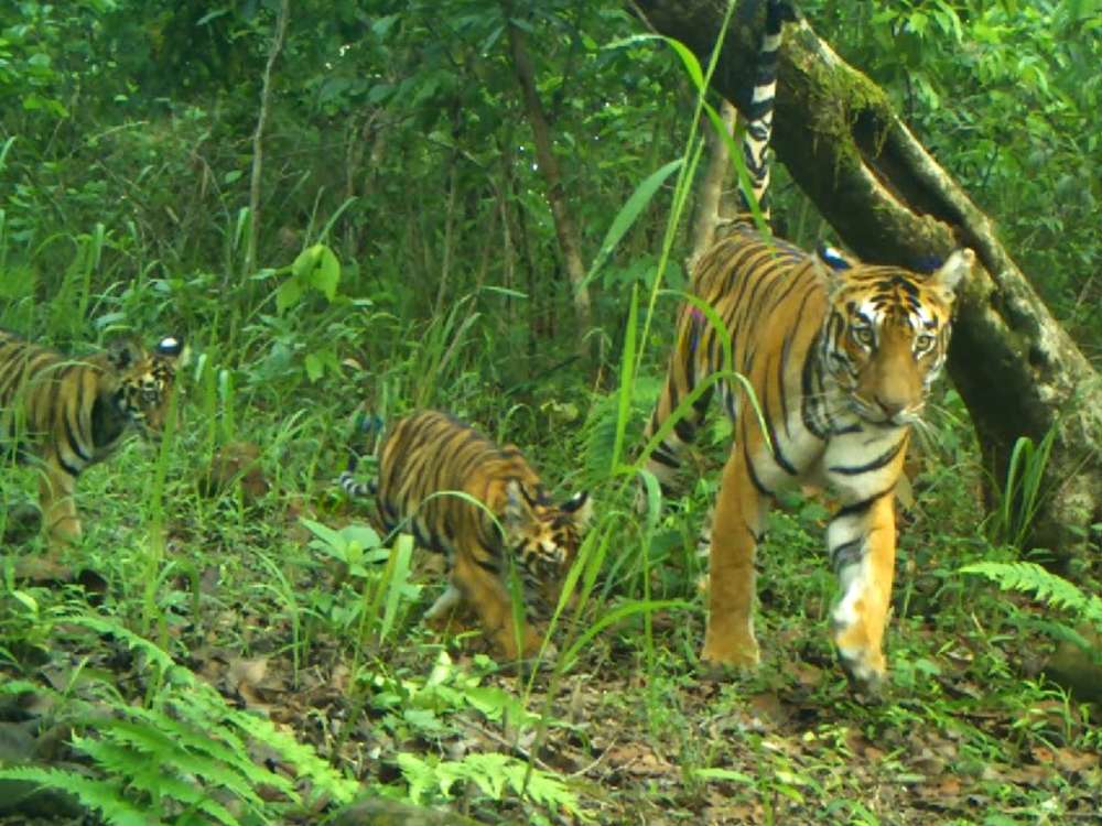 wildlife-tours-in-odisha-explore-nature-forests-and-amazing-wildlife